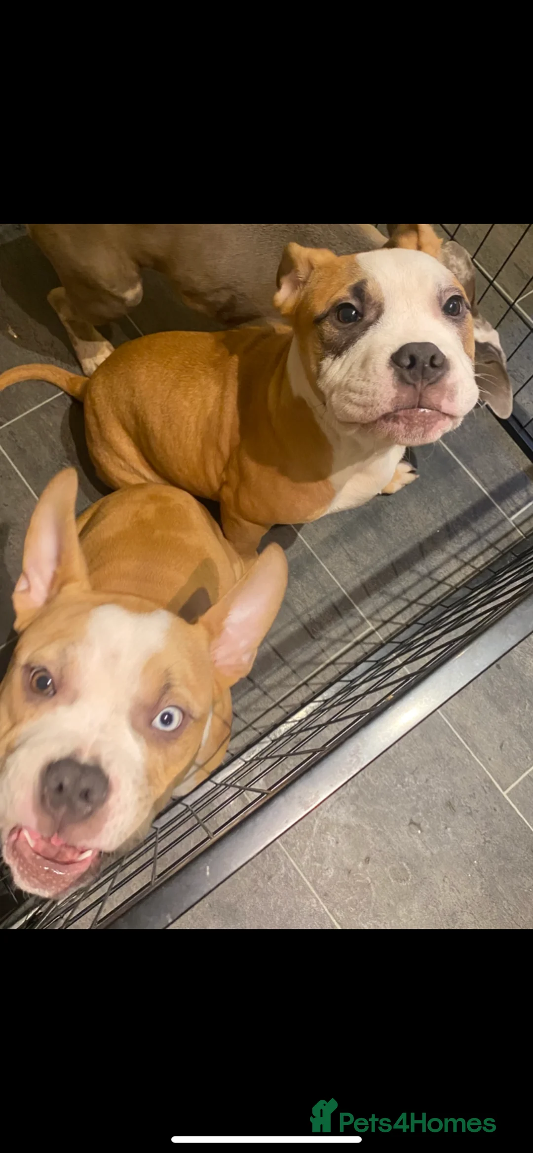 American Bully dogs for sale: American pocket bully puppies ready to go - Advert 8