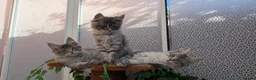 Maine Coon cats for sale: Stunning Maine coon kittens - Advert 7