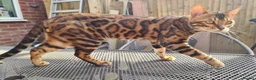 Bengal cats for sale: Stunning TICA registered Bengal kittens - Advert 7