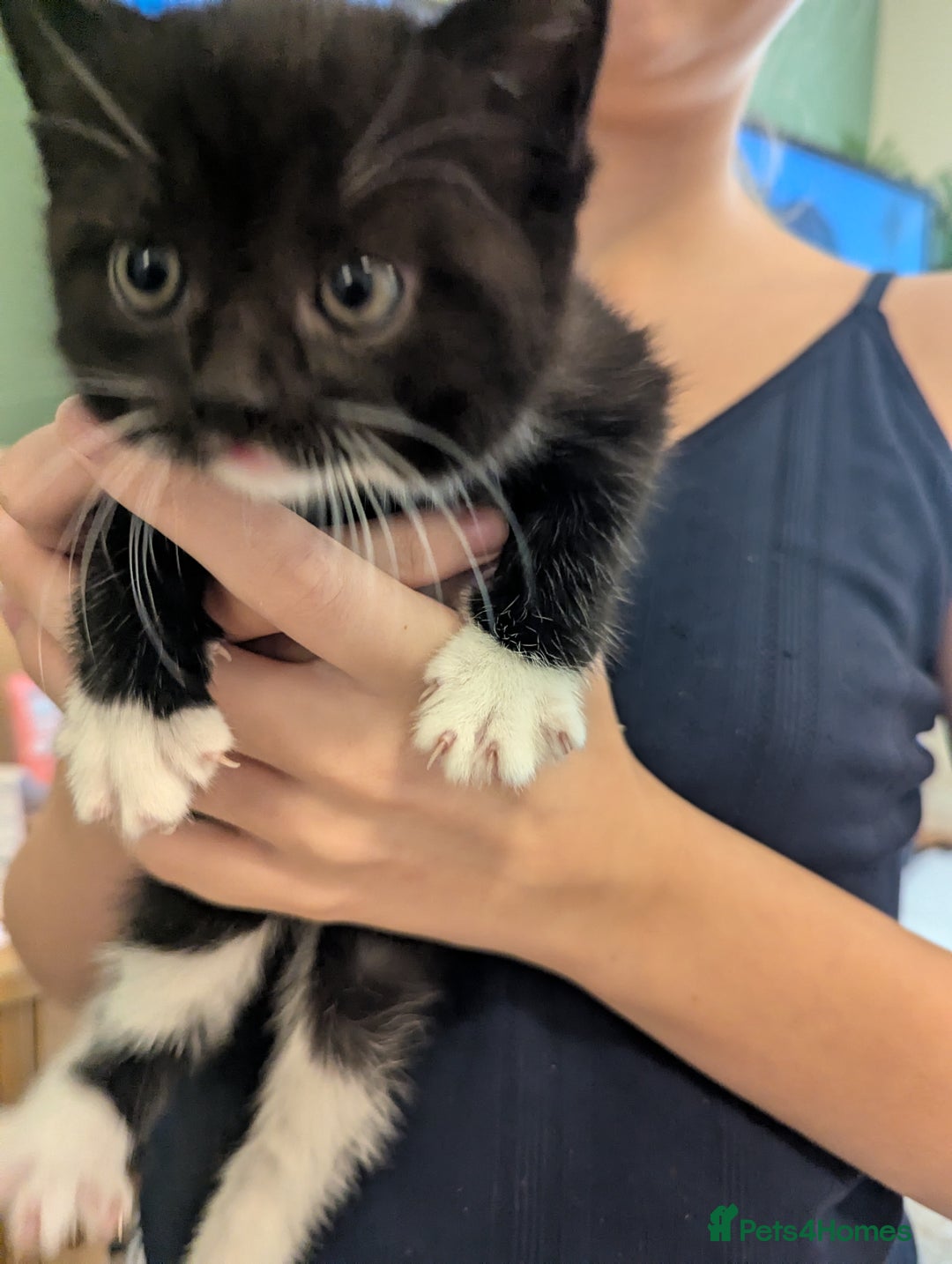 Mixed Breed cats for sale: 2 Sisters 1 Tabby and 1 Tuxedo Persian Mix - Image 3