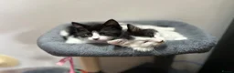 Mixed Breed cats for sale: Sweet friendly kitten   - Advert 15