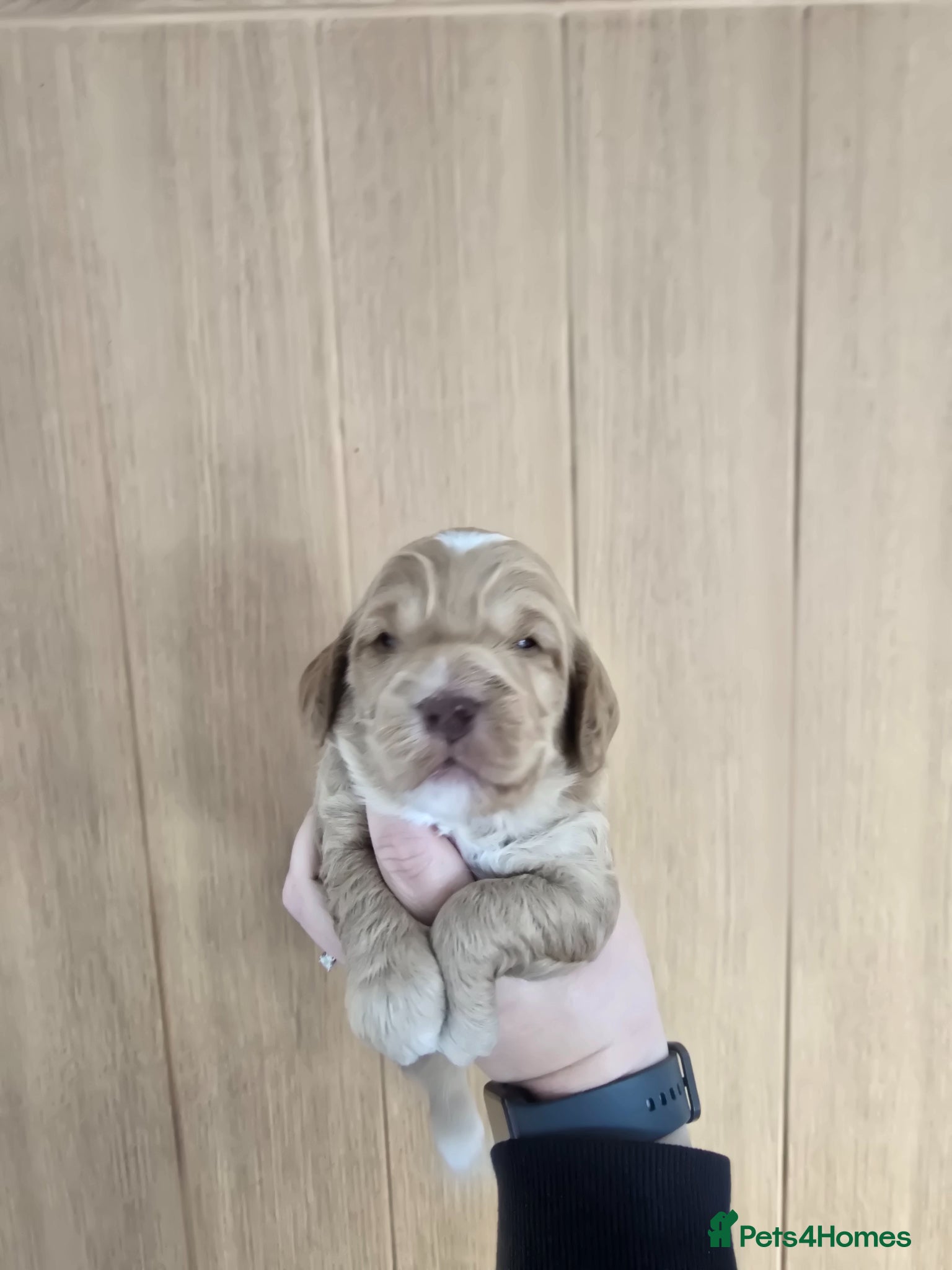 Cockapoo dogs SHOW F1 cockapoos licensed breeder. - Advert 2