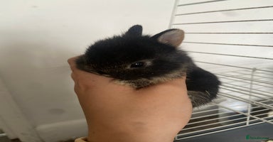 Netherland Dwarf rabbits - Advert 7