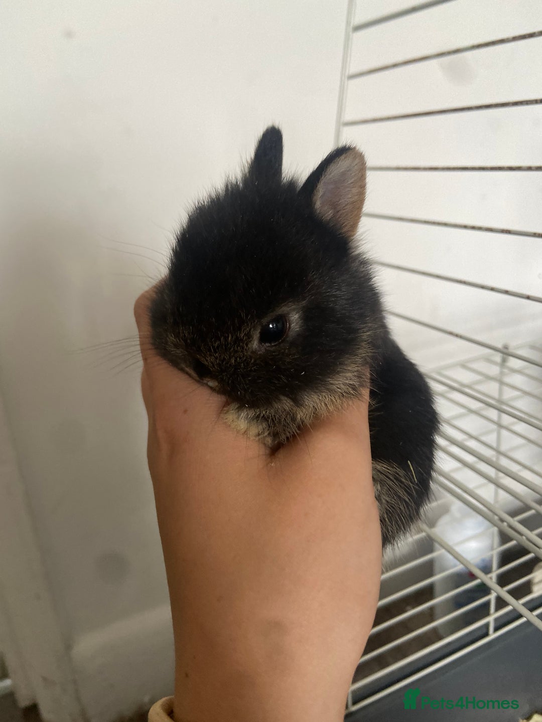 Netherland Dwarf rabbits for sale: Netherland rabbits available - Image 3