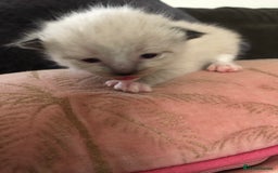 Ragdoll cats for sale: Ragdoll kittens  - Image 24