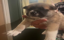 Akita dogs for sale:  Pure Bear-faced American Akita puppies - Image 9