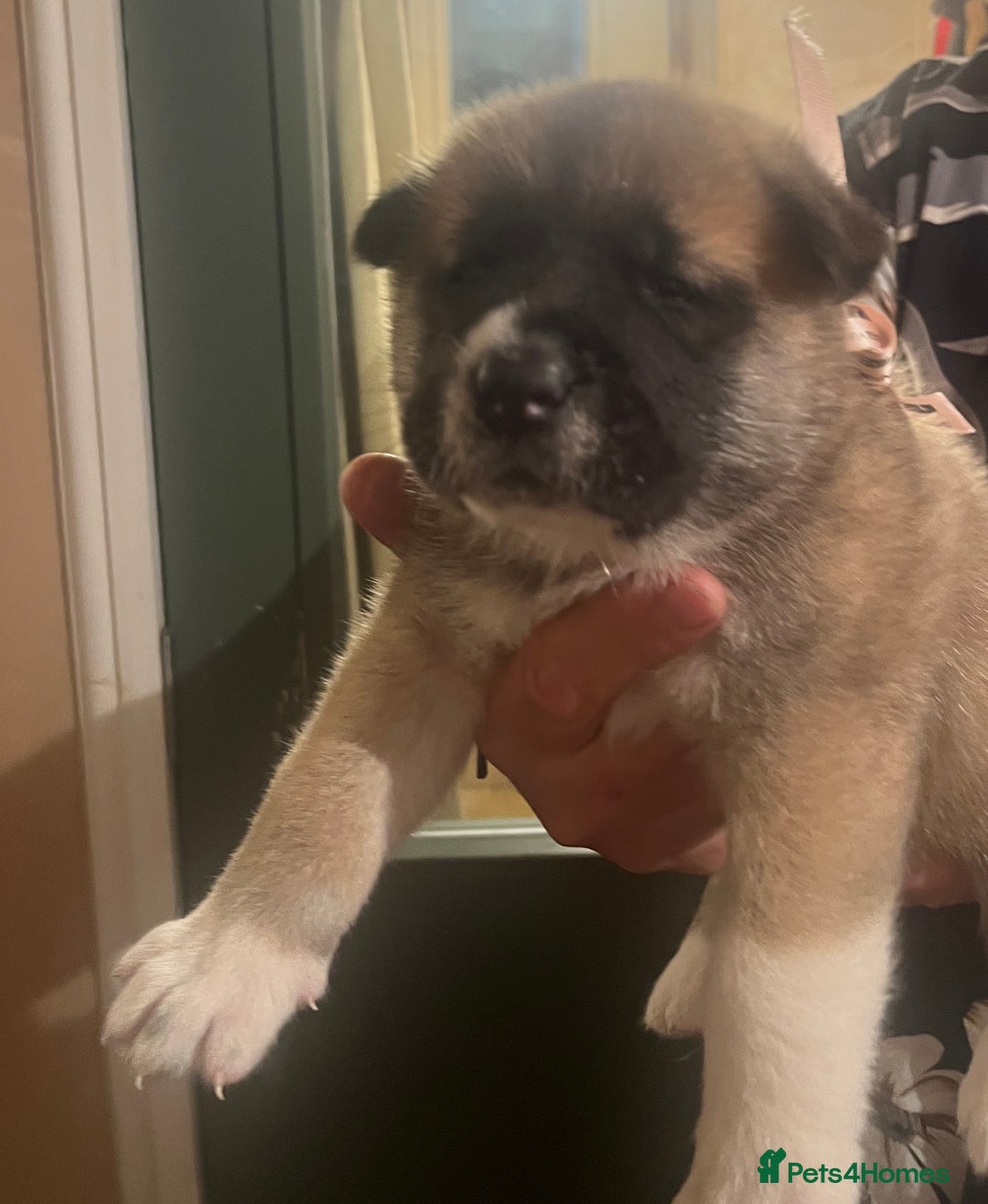 Akita dogs for sale:  Pure Bear-faced American Akita puppies - Image 9