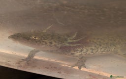 Axolotl reptiles for sale: REDUCED ONLY  5 LEFT baby Axolotls wild lavender  - Image 34