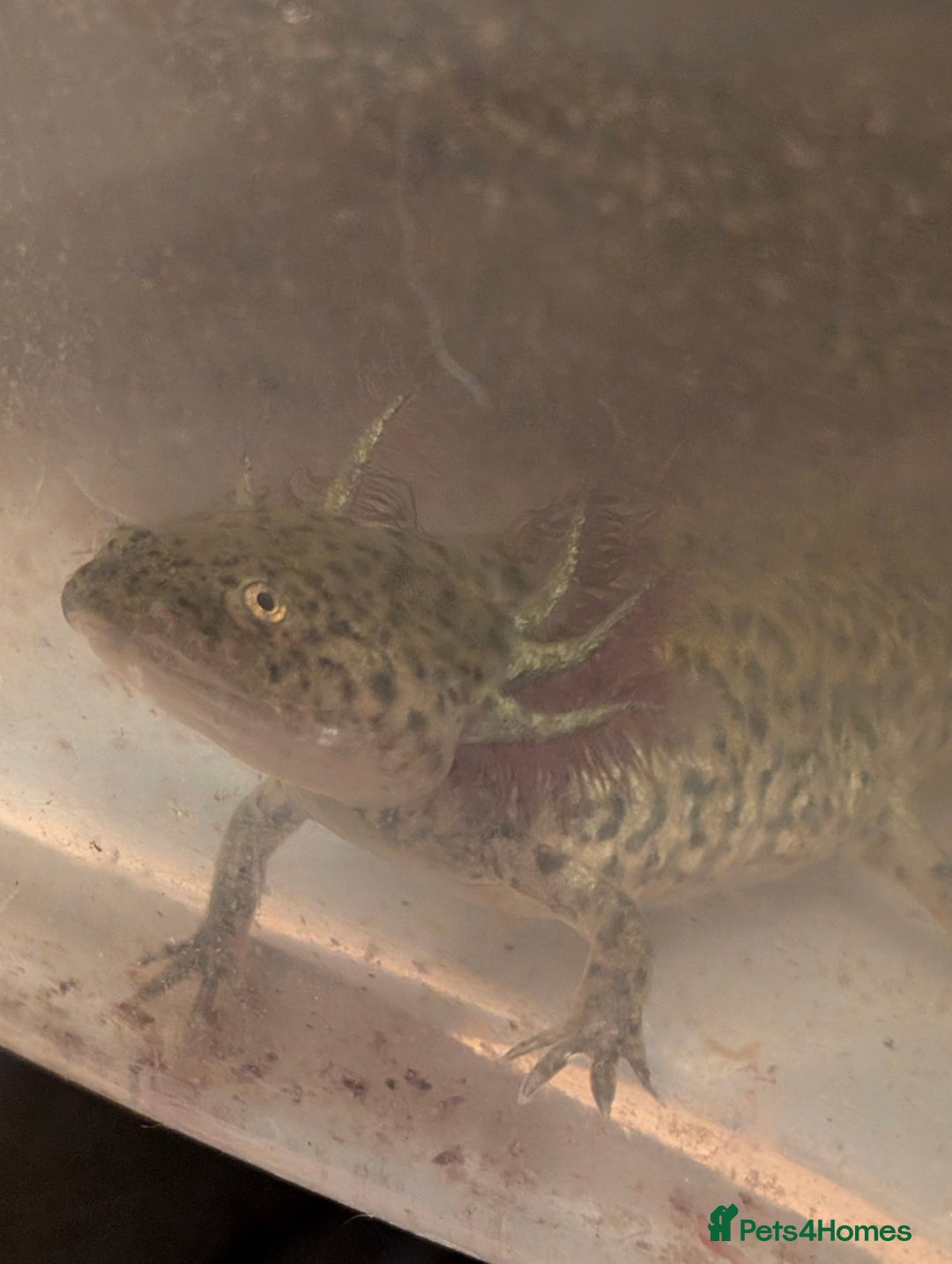 Axolotl reptiles for sale: REDUCED ONLY  5 LEFT baby Axolotls wild lavender  - Image 34