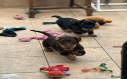 Miniature Dachshund dogs for sale: Miniature wire haired Dachshund  - Image 5