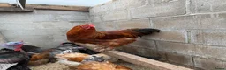 Chickens poultry for sale: Hatching Eggs🐣USA Bearded Silkies,Brahmas,Vorwerk - Advert 32