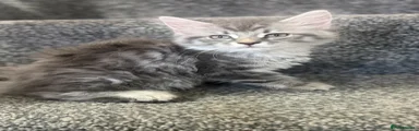 Maine Coon 3
