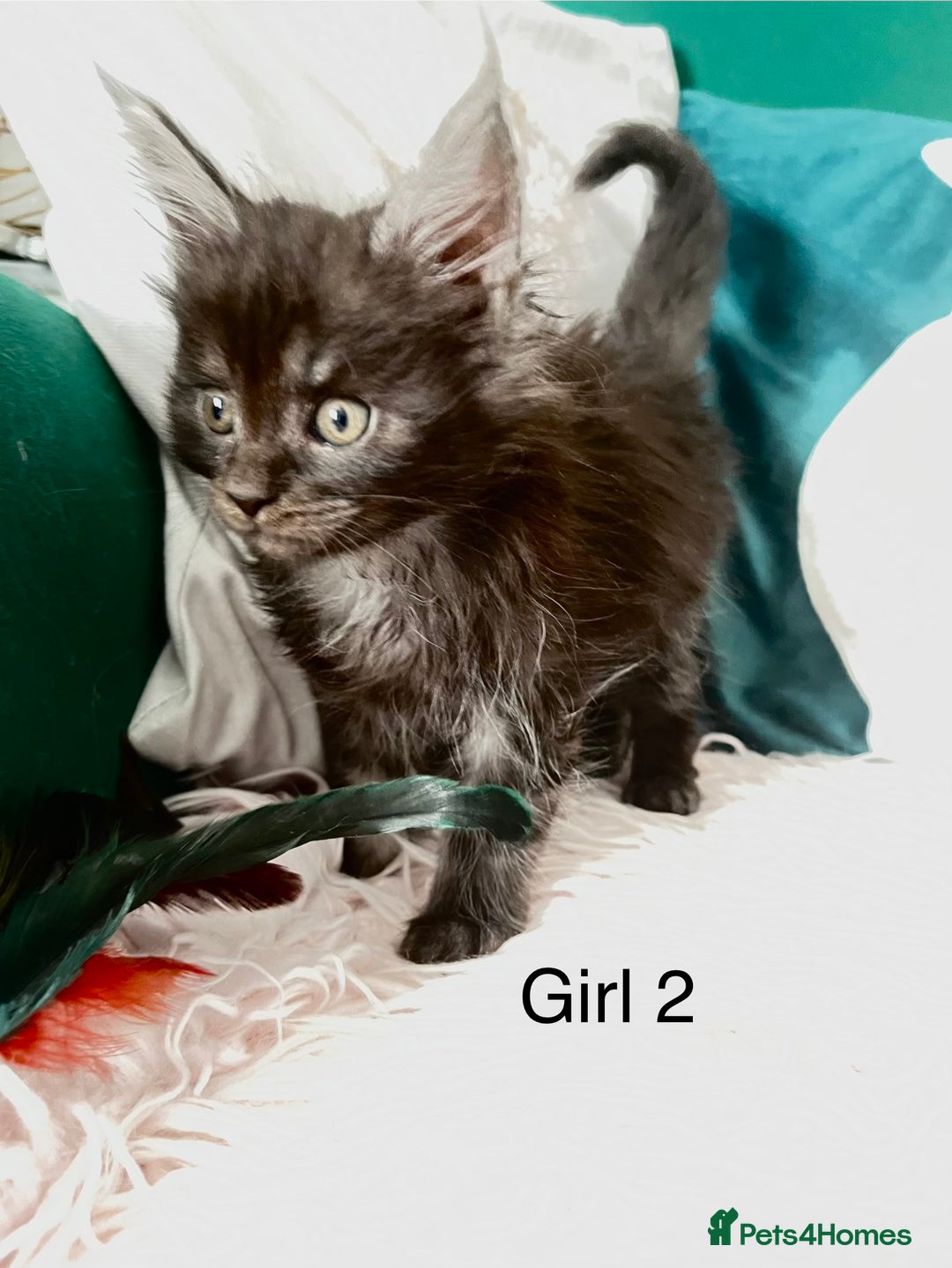 Maine Coon cats for sale: XXL Maine Coon kittens 🔥rare Black Smoke  - Image 4