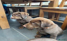 Labrador Retriever dogs for sale: Stunning Rare Coloured Pups Health Tested Parents  - Image 2