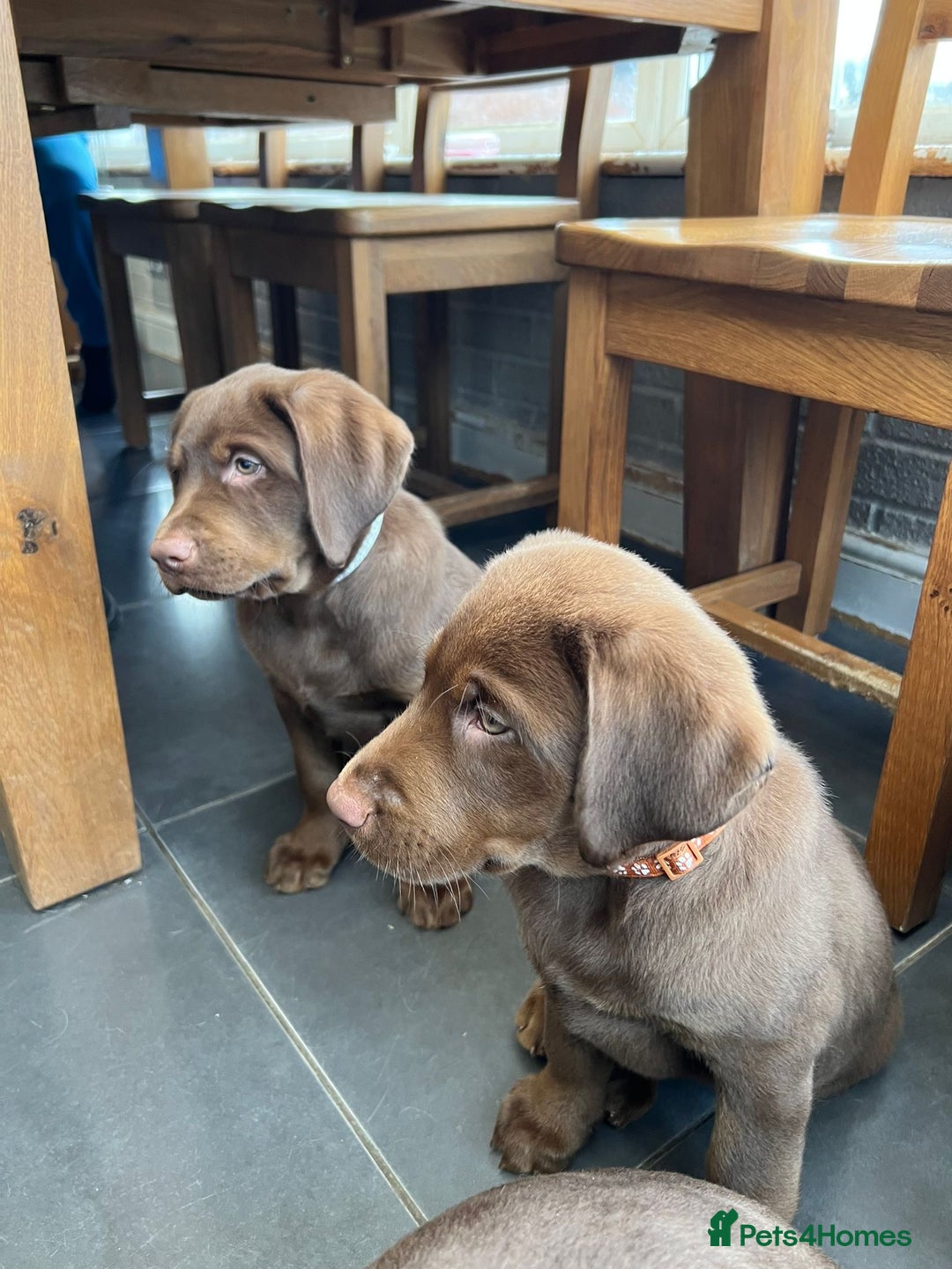 Labrador Retriever dogs for sale: Stunning Rare Coloured Pups Health Tested Parents  - Image 2