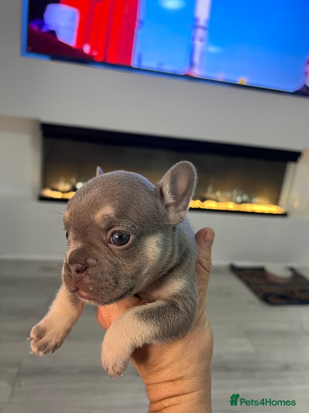 French Bulldog dogs for sale: Lilac tan French bulldog puppies  - Advert 2