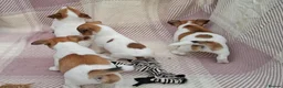Jack Russell dogs for sale: Pure Jack Russell pups for sale - Advert 16