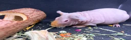 Guinea Pig rodents for sale: Boy & Girl Skinny Pig - Ready Now in Caterham - Advert 7