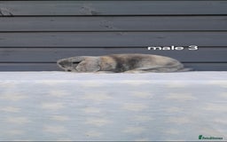 Mini Lop rabbits for sale: Purebred minilops - Image 10