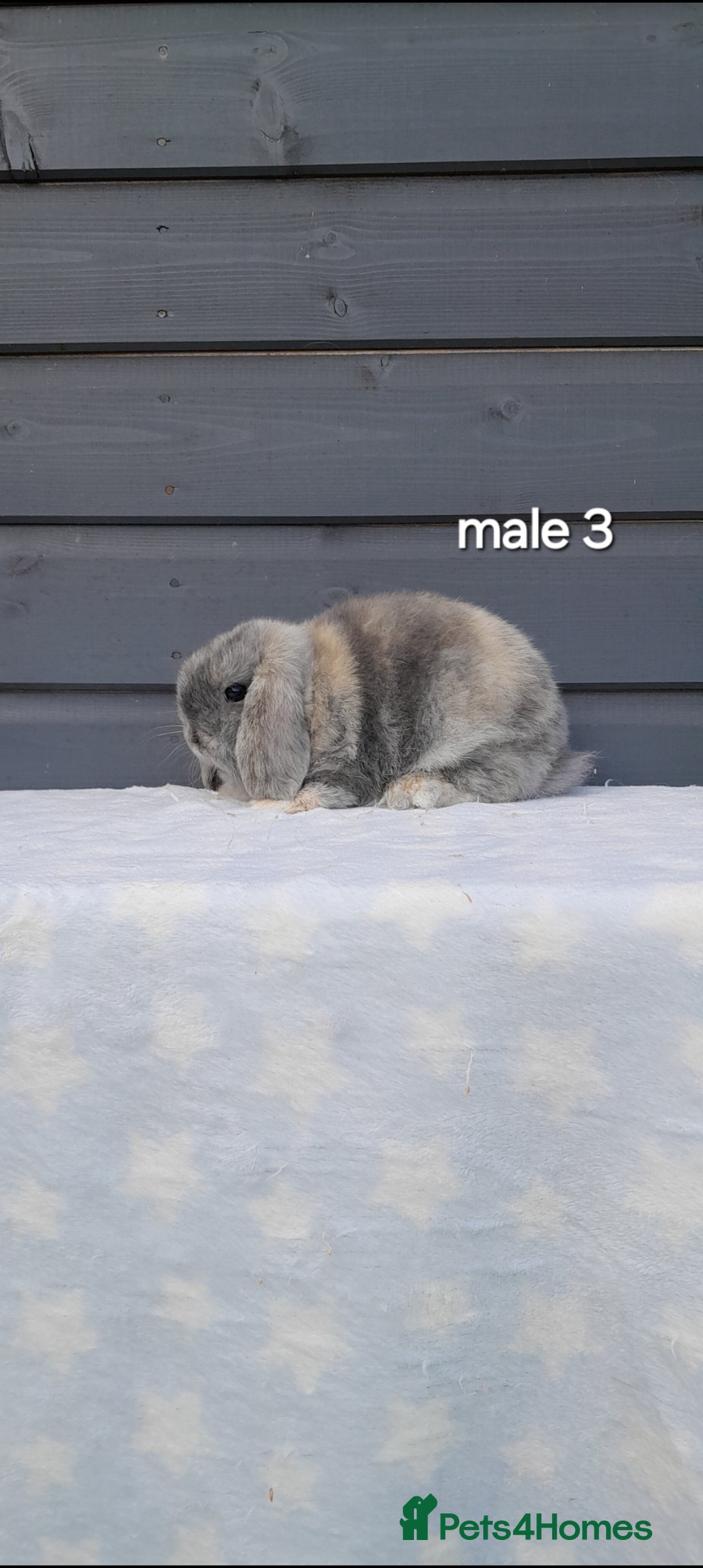 Mini Lop rabbits for sale: Purebred minilops - Image 10