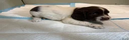 Mixed Breed dogs for sale: Sproodle puppies for sale  - Advert 23