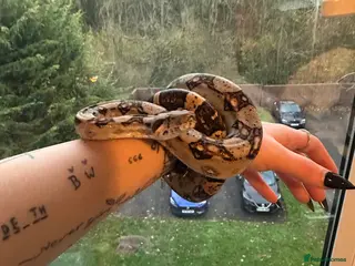 Boa Snake reptiles Various types of snakes - Advert 10