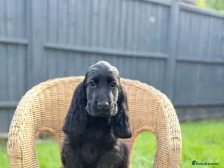 Cocker Spaniel dogs Show Cocker Spaniel Puppy’s - Advert 13
