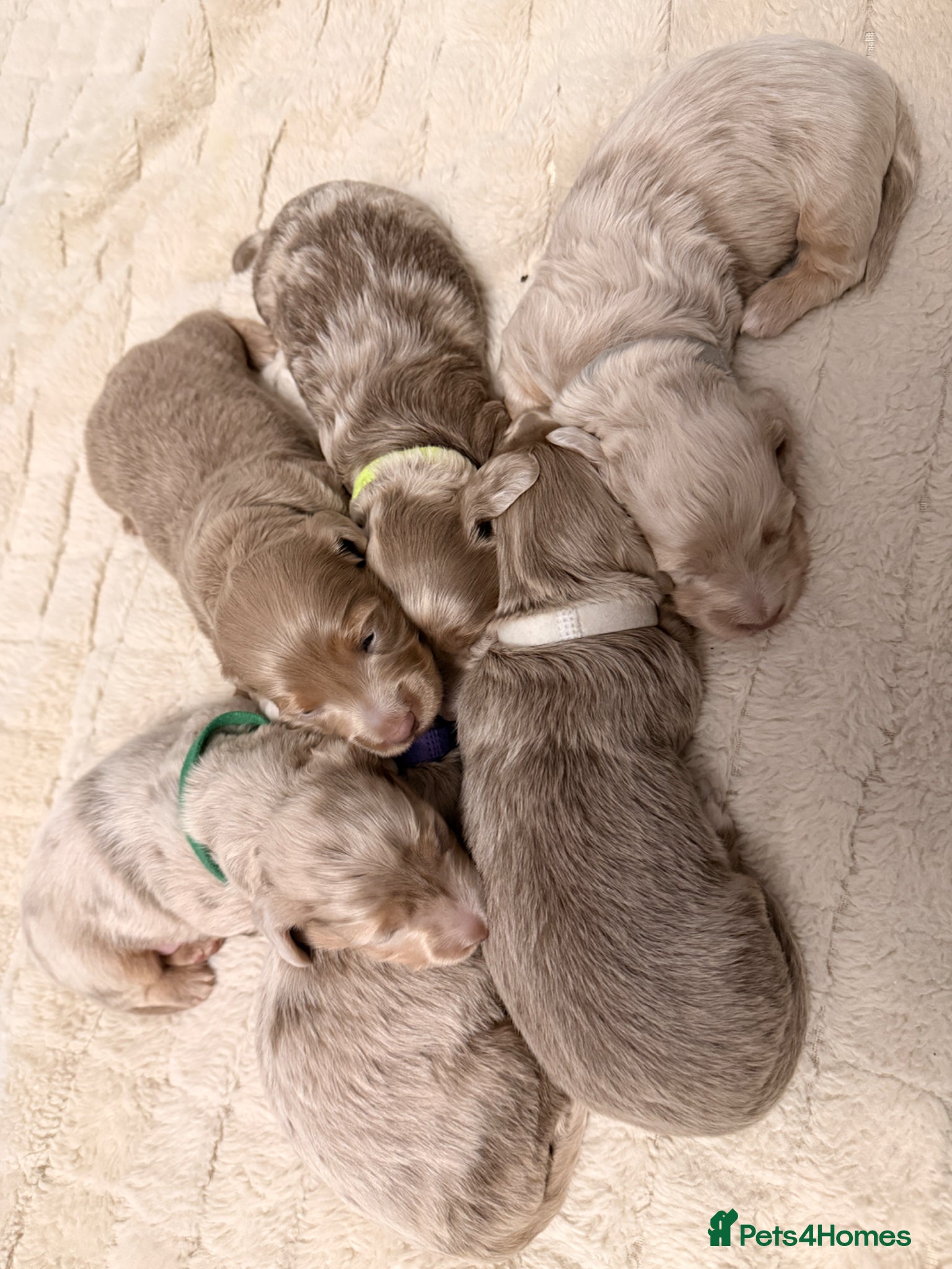 Miniature Dachshund dogs Long haired minature dachshunds - Advert 15