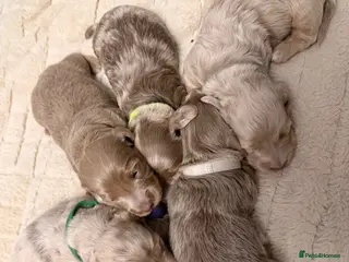 Miniature Dachshund dogs Long haired minature dachshunds - Advert 15