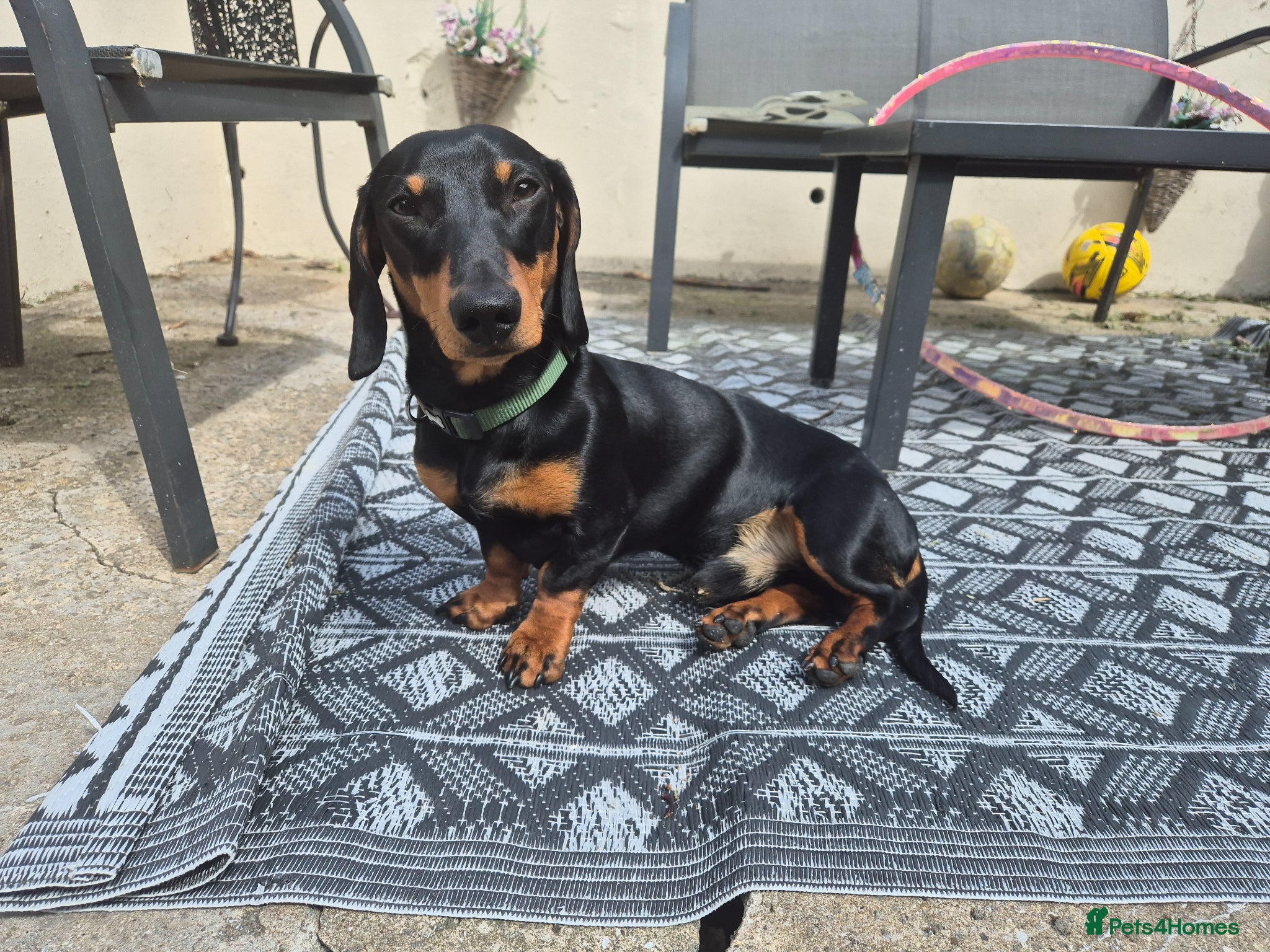 Miniature Dachshund dogs for stud: Miniature Dachshund black and Tan - Advert 8