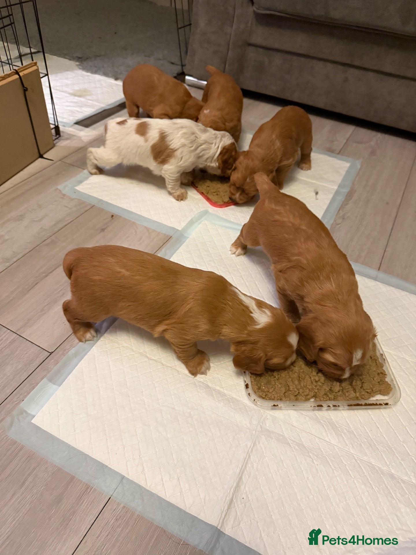 Cocker Spaniel dogs KC Reg, Working Cocker Spaniels - Advert 1