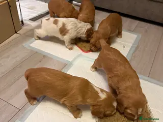 Cocker Spaniel dogs KC Reg, Working Cocker Spaniels - Advert 1