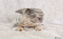 French Bulldog dogs for sale: Stunning French Bulldog Puppies  - Image 1