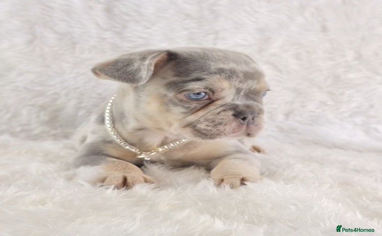 French Bulldog dogs - Advert 1