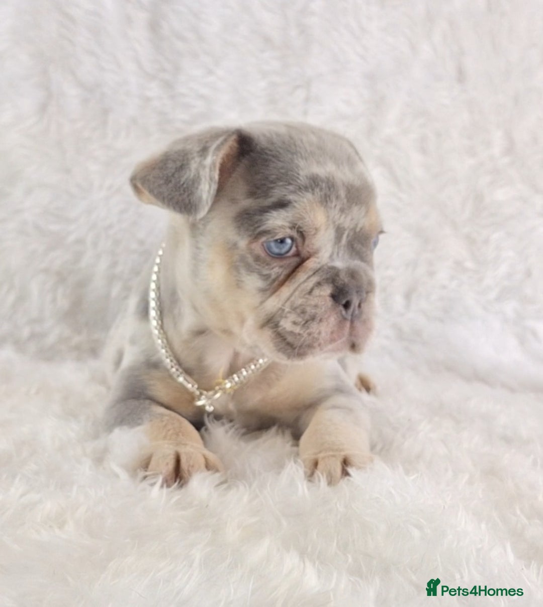 French Bulldog dogs for sale: Stunning French Bulldog Puppies  - Image 1