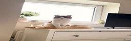 Mixed Breed cats for sale: 7 adorable kittens for sale  in Ashford - Advert 3