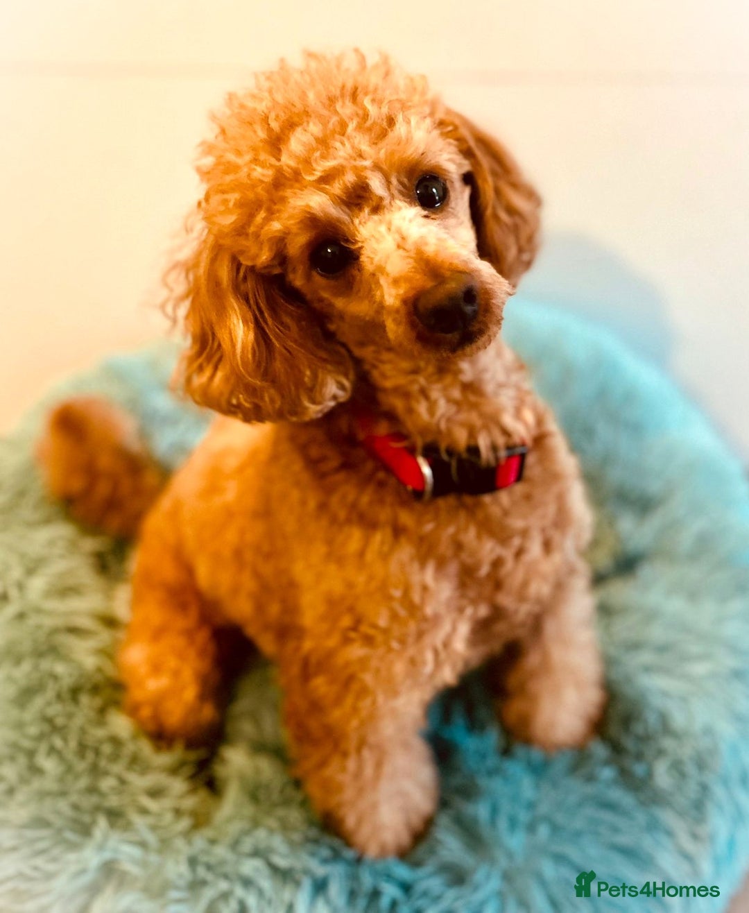 Cavapoo dogs for sale: Welcome to Cotswold Cavapoos - Advert 5