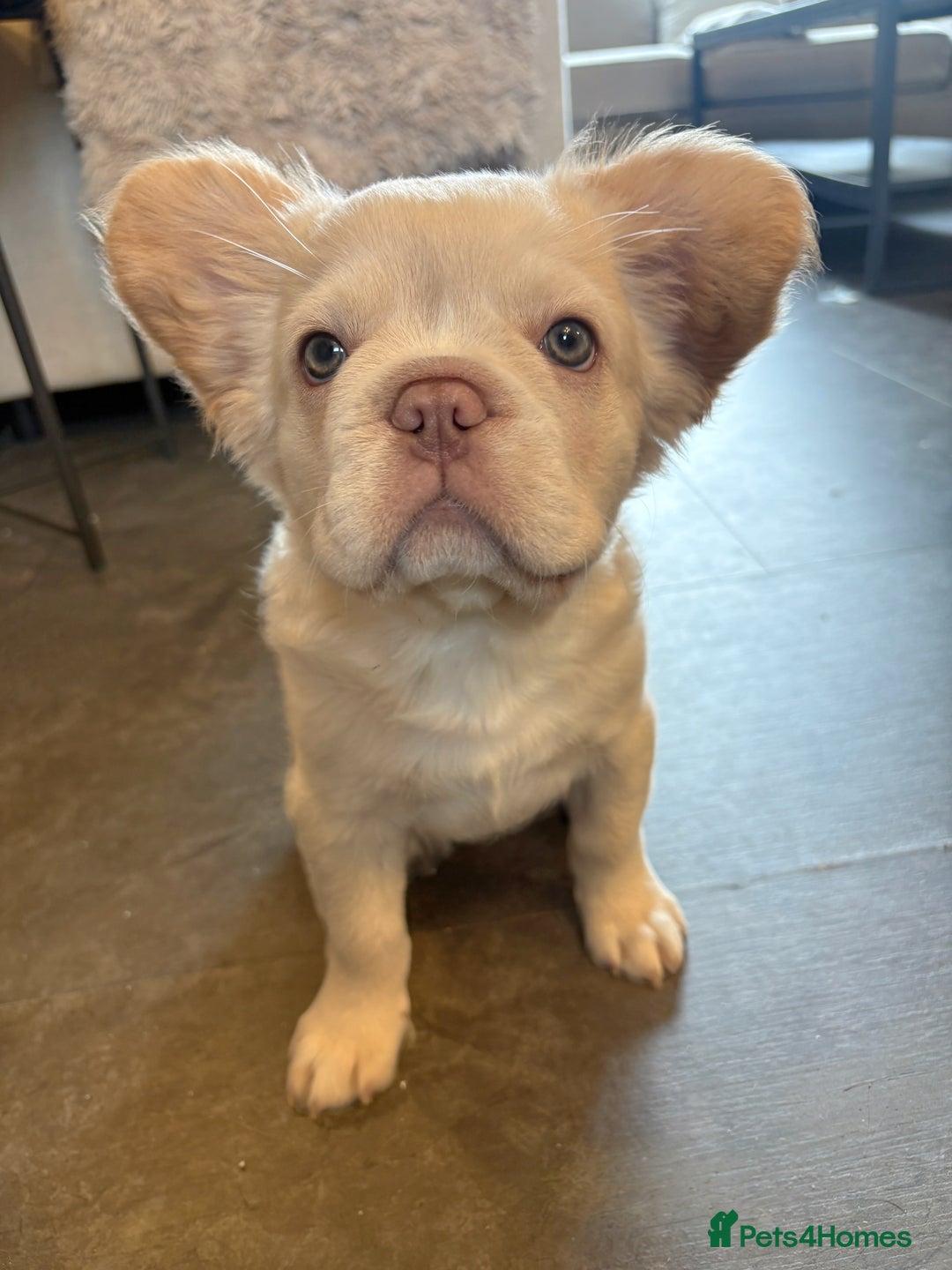 French Bulldog dogs for sale: 3 French bulldog puppies  - Image 6