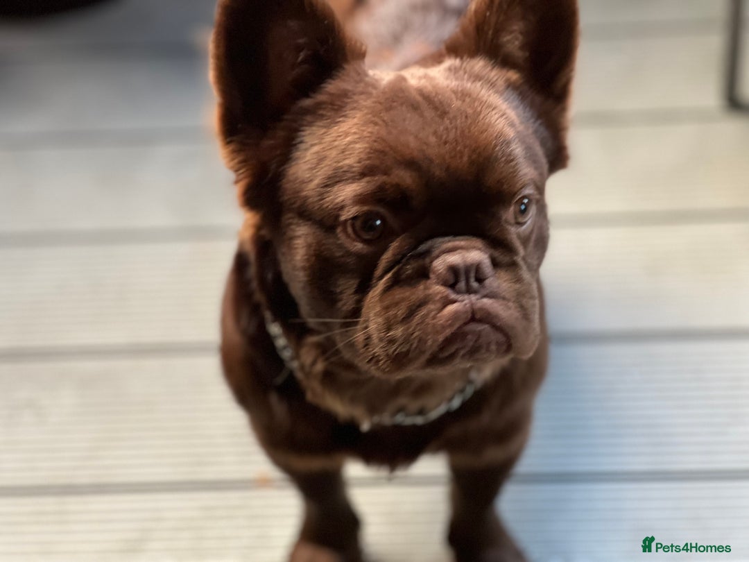 French Bulldog dogs for stud: Visual fluffy Choc Rojo and Isabella  in London - Image 3