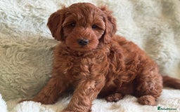 Cockapoo dogs for sale: Gorgeous Cockerpoo F1b - Image 34