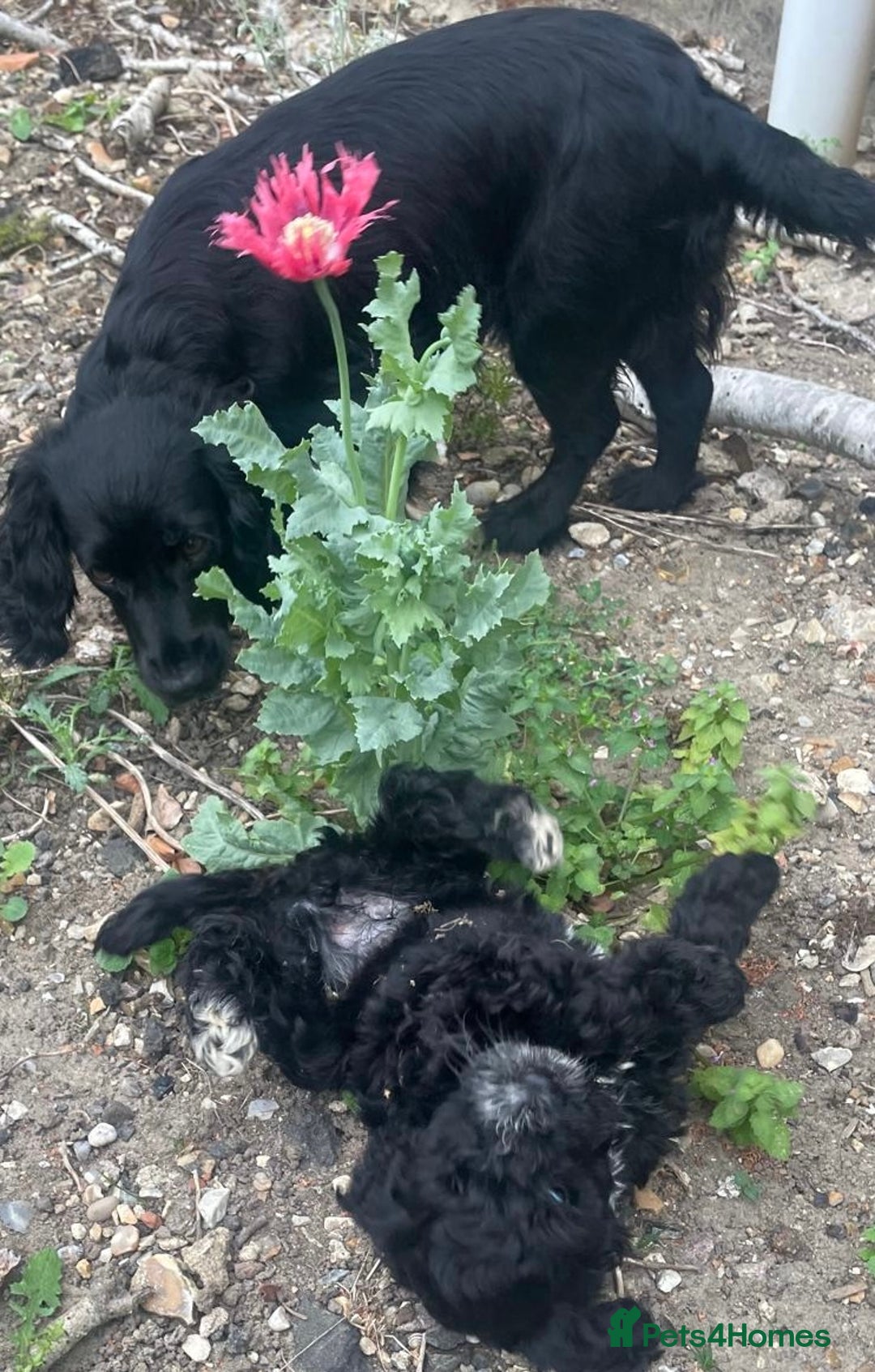 Cockapoo dogs for sale: Beautiful Black Girl Unexpectedly Available. - Image 3