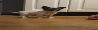 Spot