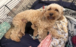 Mixed Breed dogs for sale: Lovely Cockapoo x miniature Labradoodle puppies!  - Advert 1