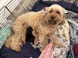 Mixed Breed dogs for sale: Lovely Cockapoo x miniature Labradoodle puppies! - Advert 1