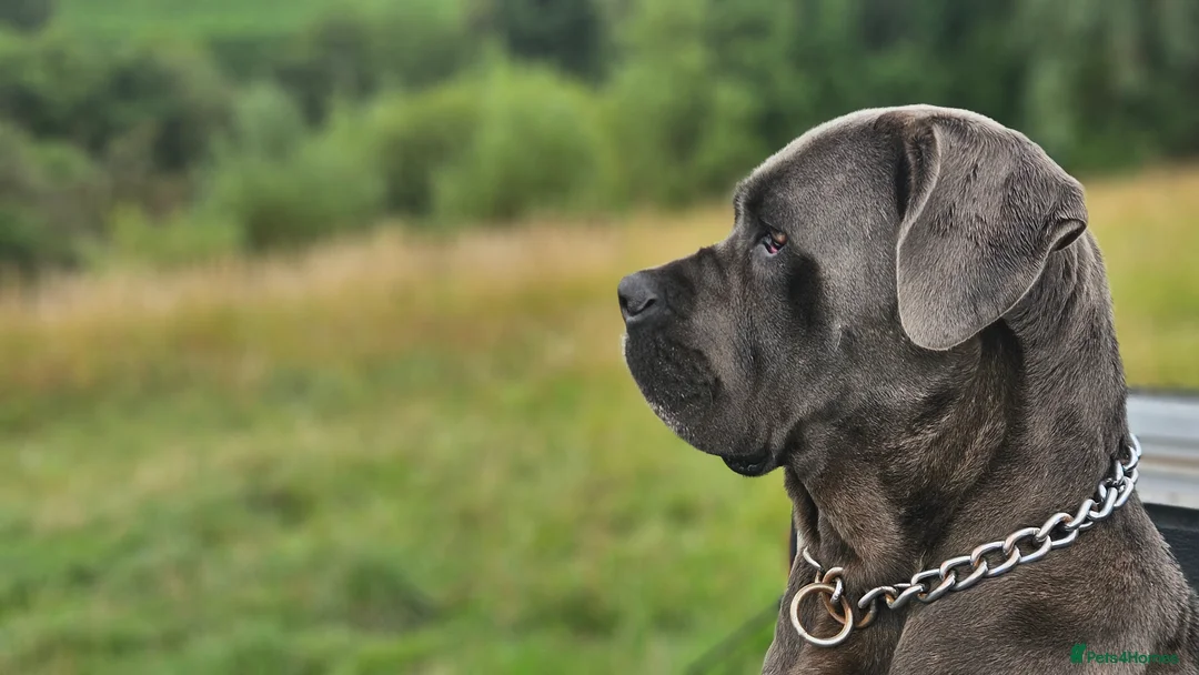 Mixed Breed dogs for sale: CaneWeiler Pupps - Advert 1