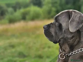 Mixed Breed dogs CaneWeiler Pupps - Advert 20