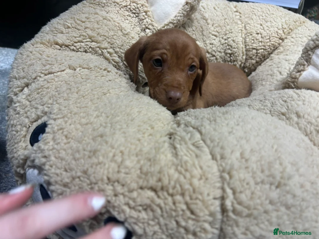 Jackshund dogs for sale: Male Dachshund X Jack Russell Puppy - Advert 8