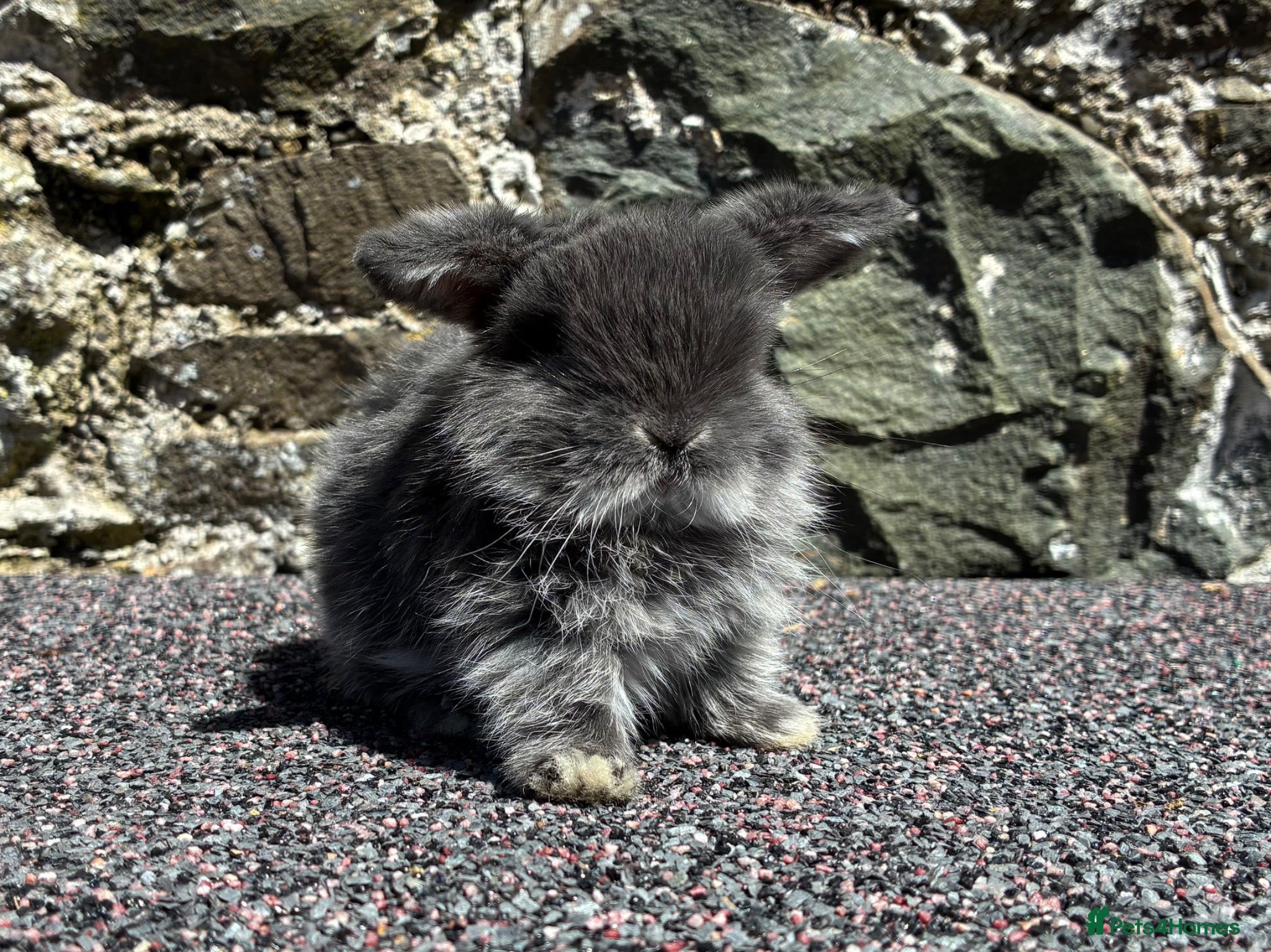 Mini Lop rabbits Two pretty baby mini lops for sale  - Advert 15
