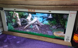 Boa Snake reptiles for sale: Hog Island boa and full double level custom set up - Image 13