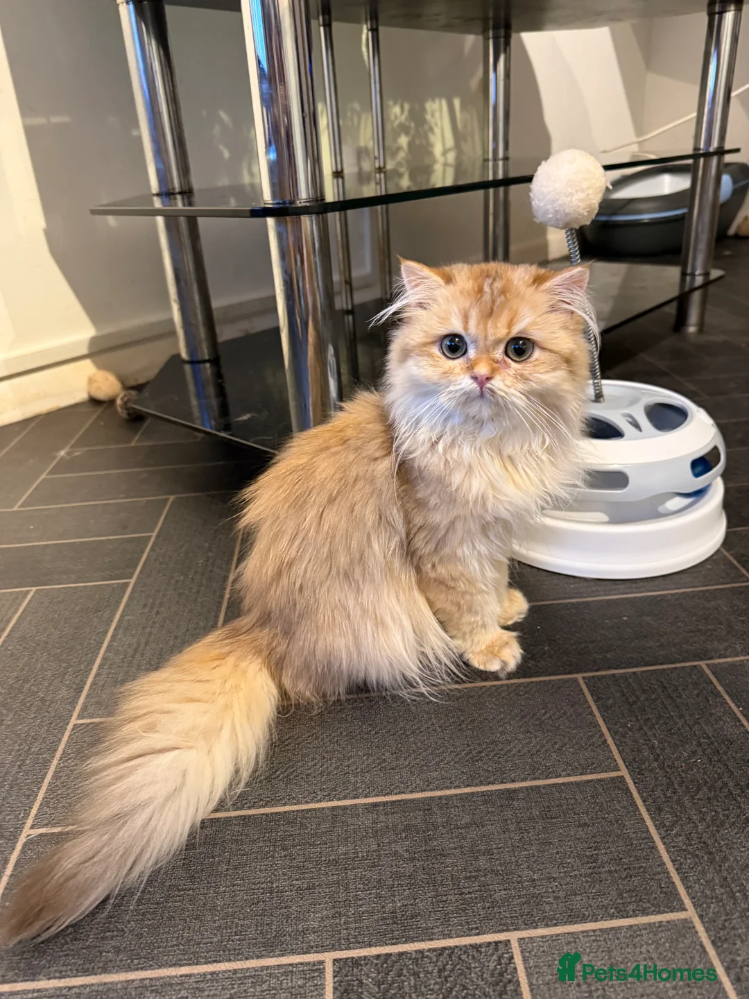British Longhair cats for sale: GCCF reg BLH Last Chocolate Golden Male Kitten - Advert 3